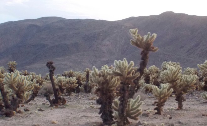 Not really teddy bears...