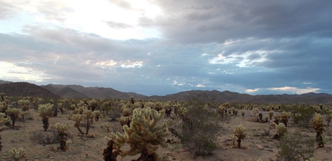 A field of teddy bears (use your imagination!)
