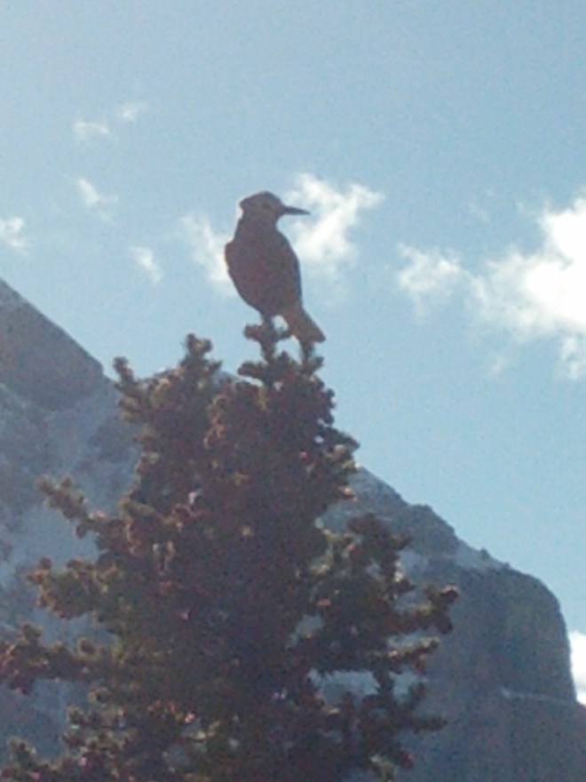 The culprit (terrible phone photo, taken with jangled nerves)