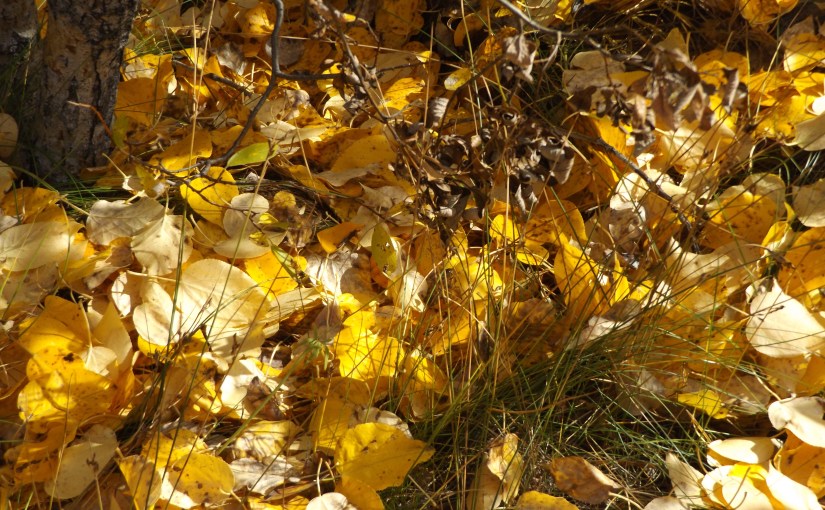 Small in the&nbsp;Fall…