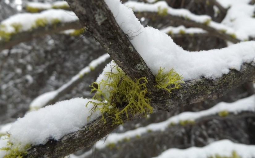 Snow on bare&nbsp;bones