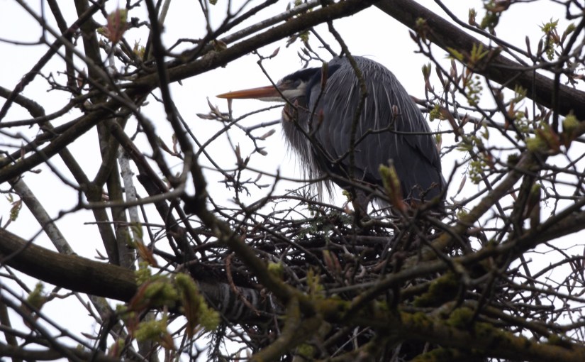 Pacific Great Blue Herons (thank&nbsp;you!)