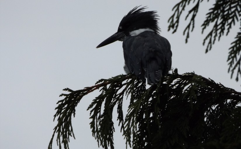 Tough little grey&nbsp;guy