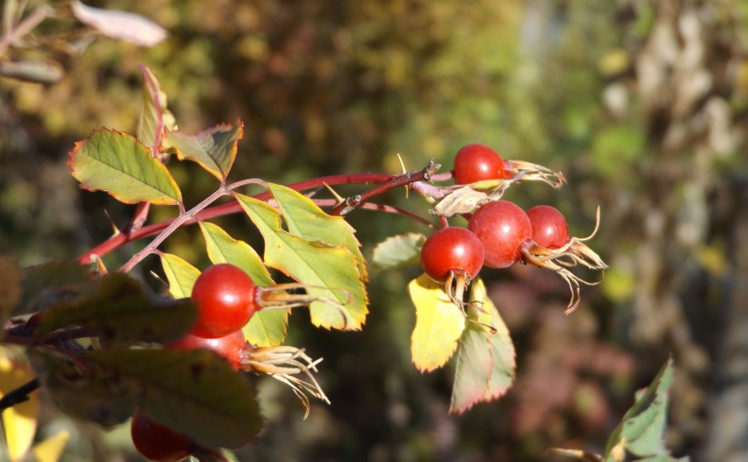 Green, gold and&nbsp;red