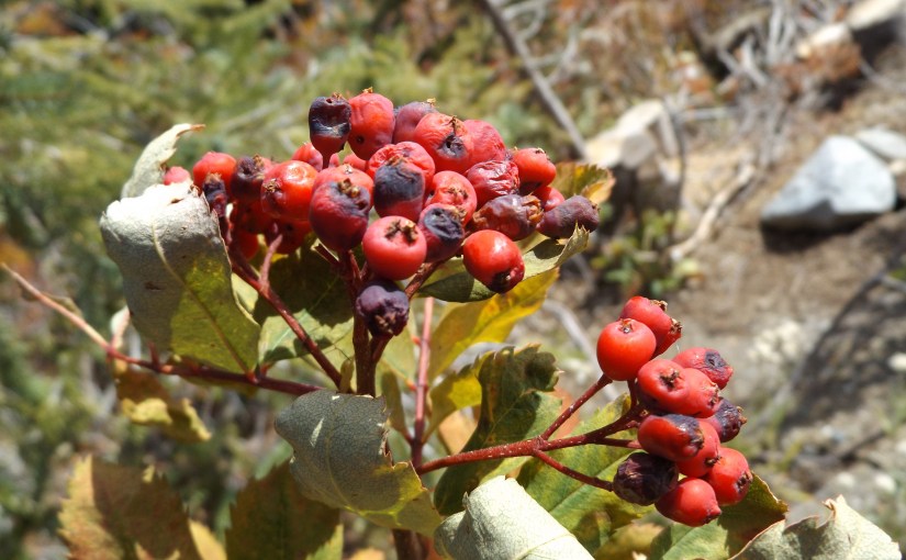 A little detour (waiting for&nbsp;winter)