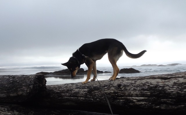 0aa0d1c7-708a-490b-996c-4039d123e433