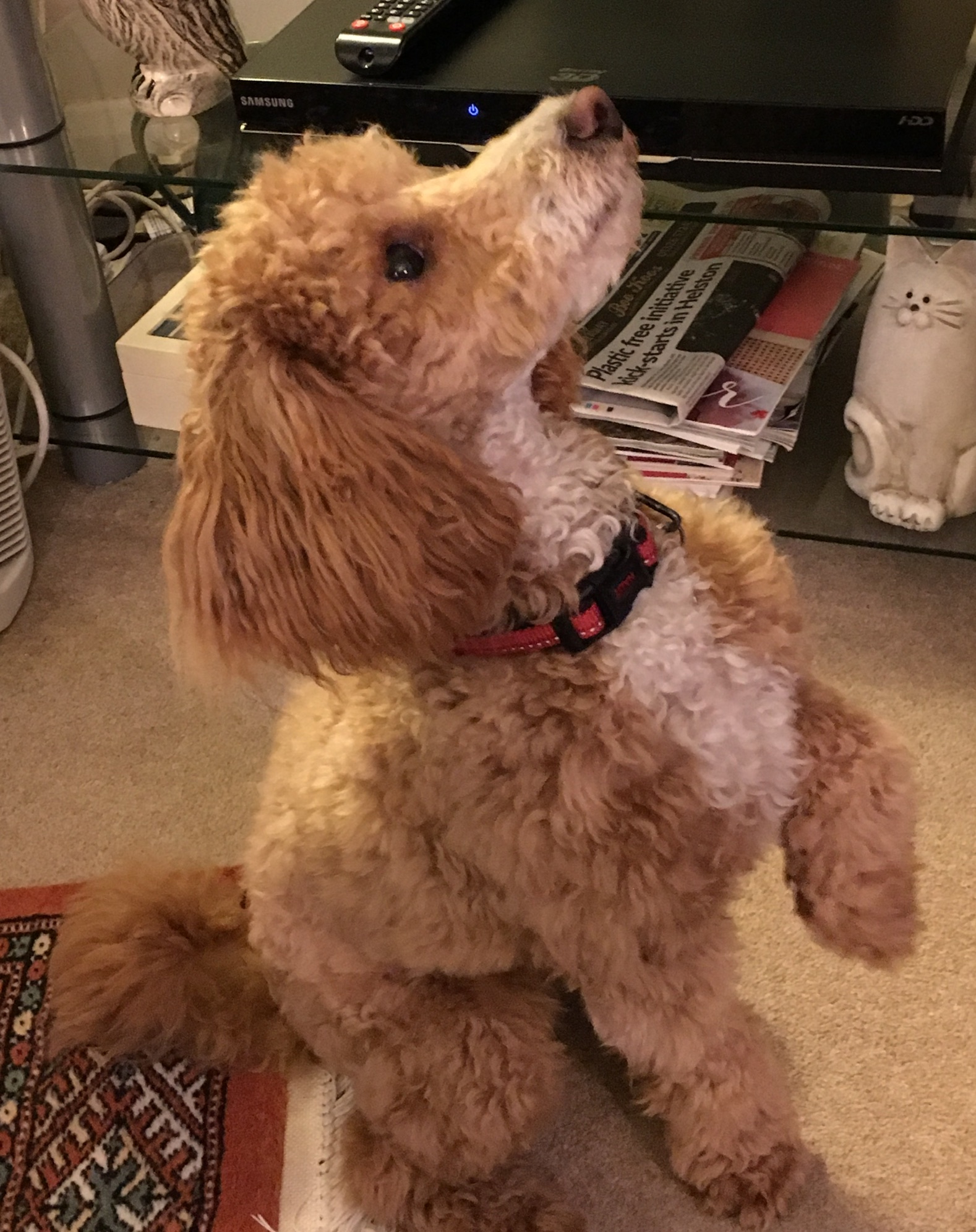 8ECC62D9-CCA8-40BB-86F2-19D1C700B88A