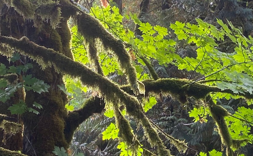 Green Creek Restoration