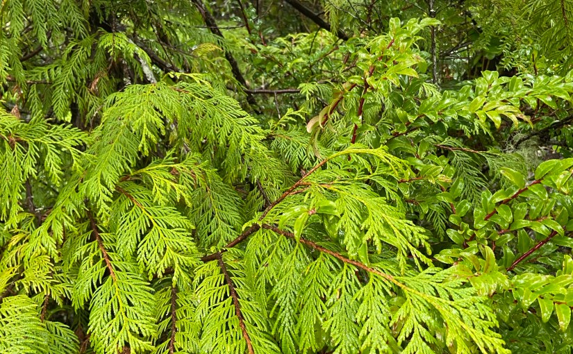 An extra helping of&nbsp;greens?