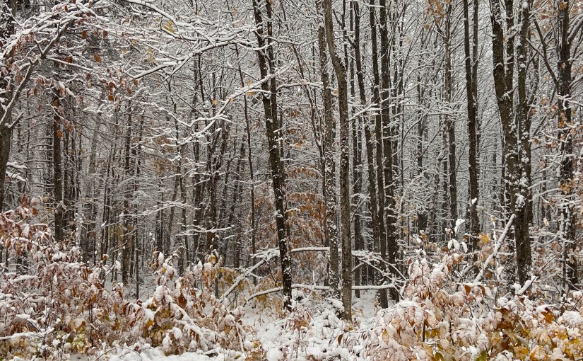 First snow of the&nbsp;season!