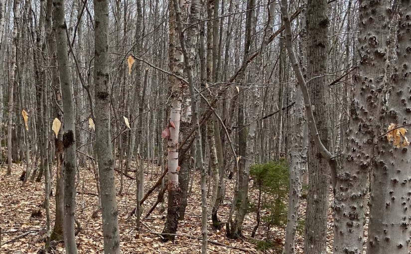 Escape plans (dangled…)