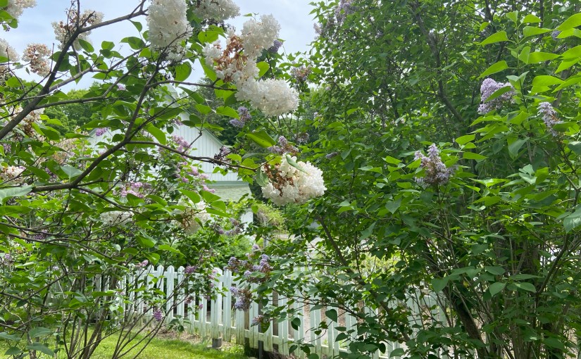 Lilacs in the&nbsp;park