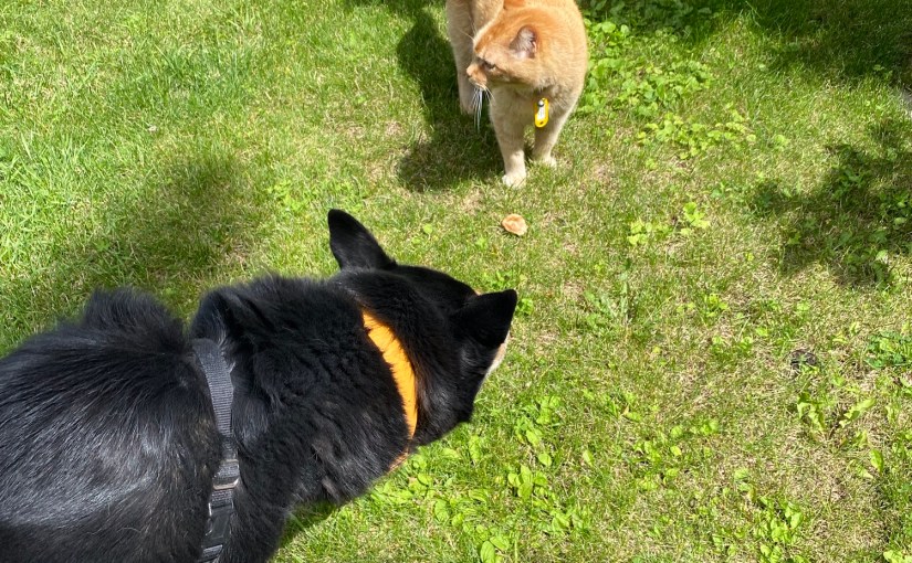 August already?! The cat and dog days of&nbsp;summer…